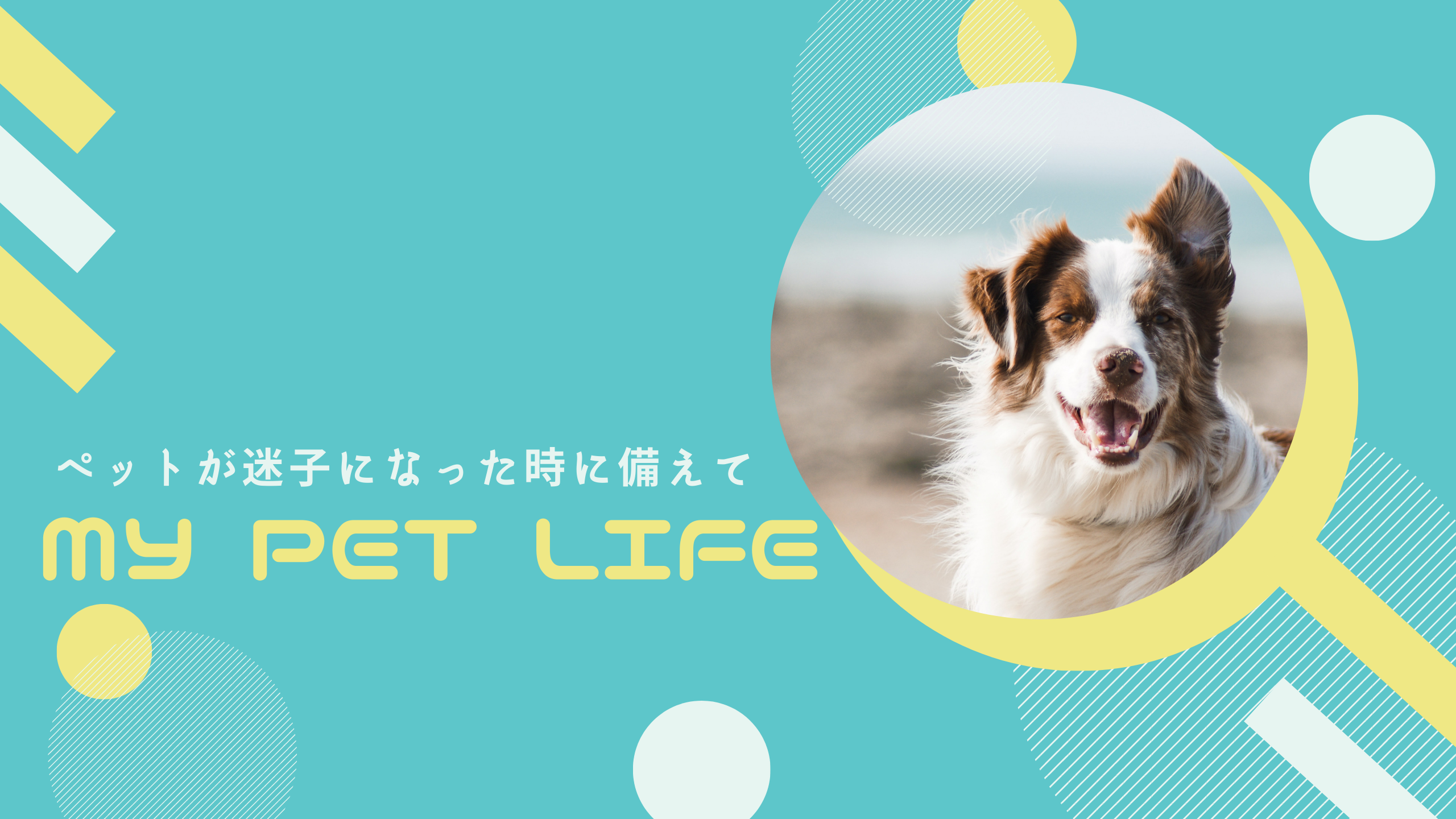 MY PET LIFEアイキャッチ画像