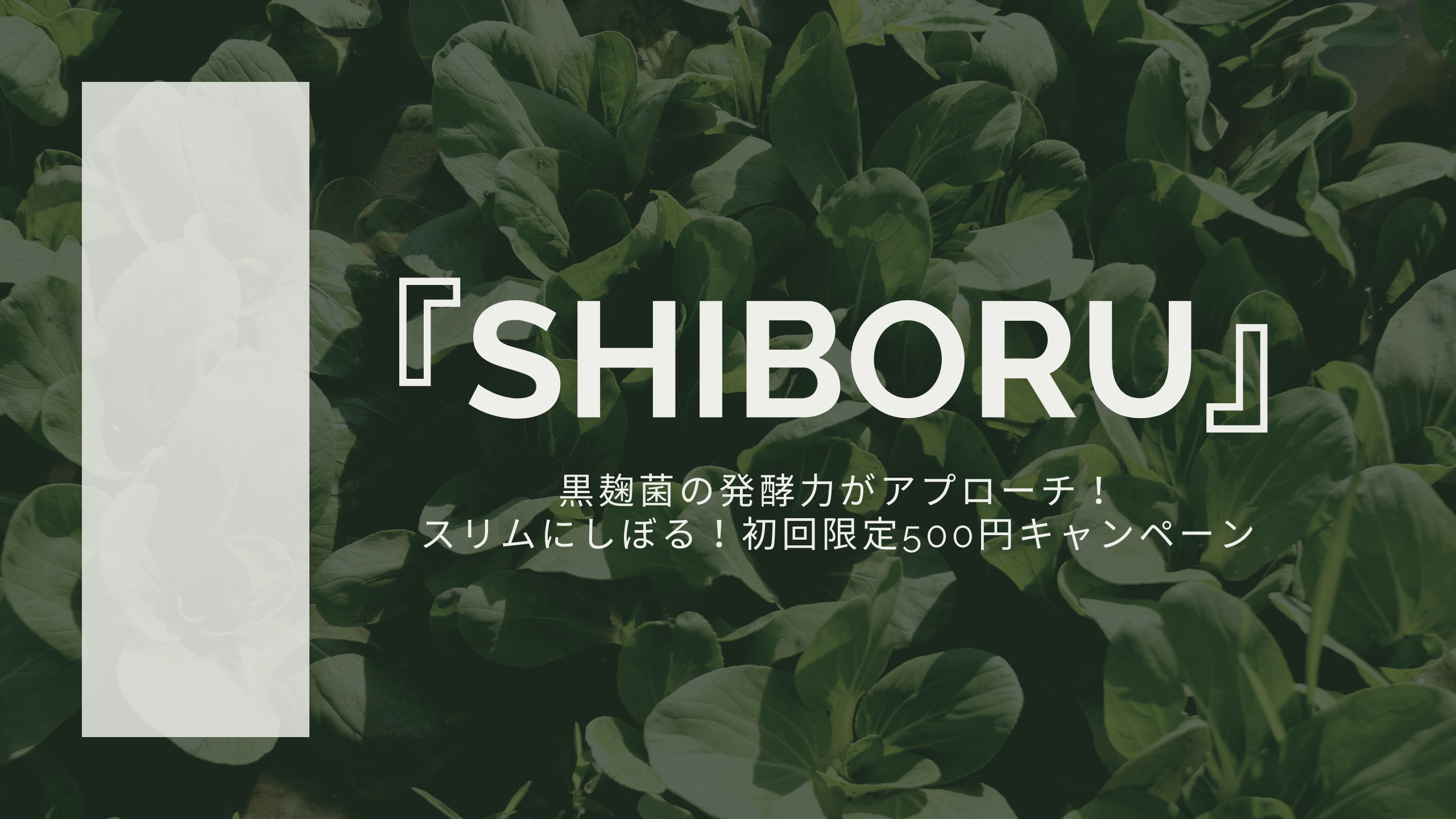 『SHIBORU』アイキャッチ画像